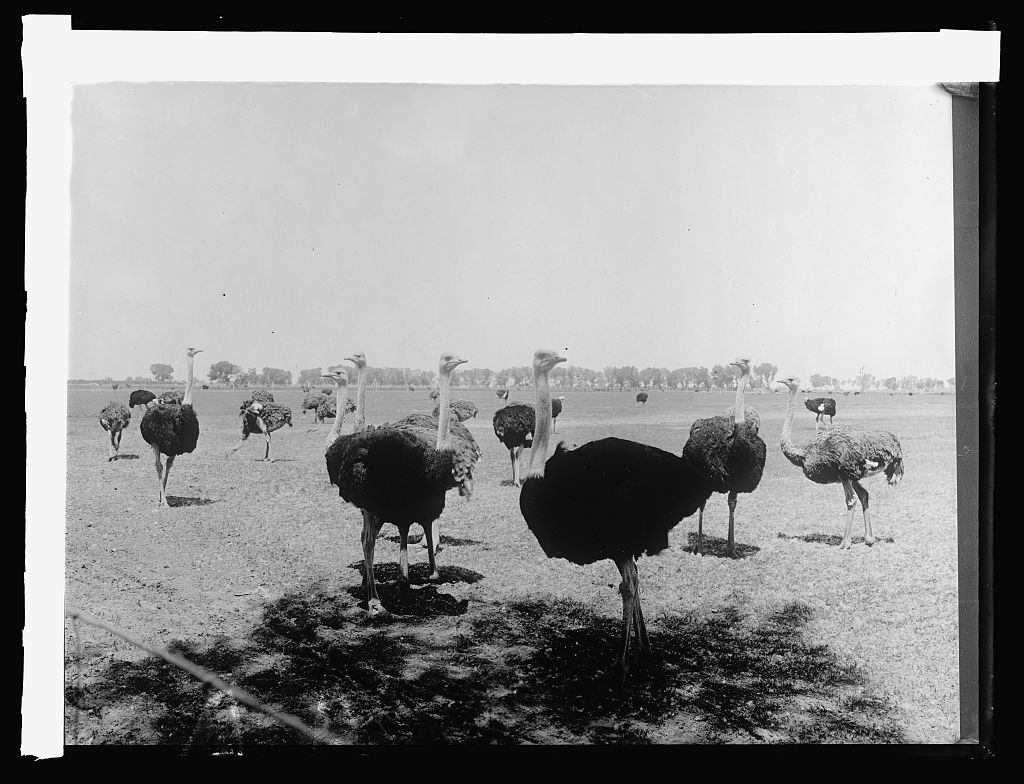Chandler Ostrich Farm, Salt River Valley, Arizona