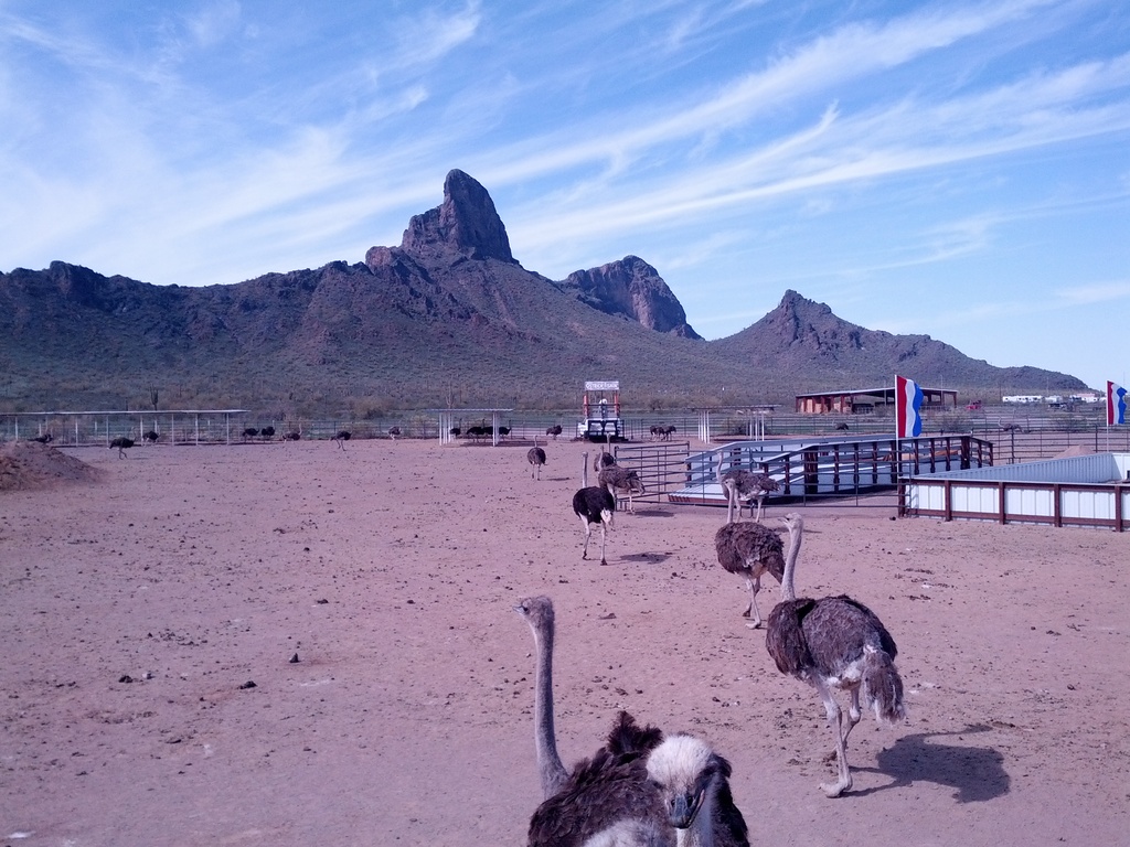 Modern ostrich farm in Arizona