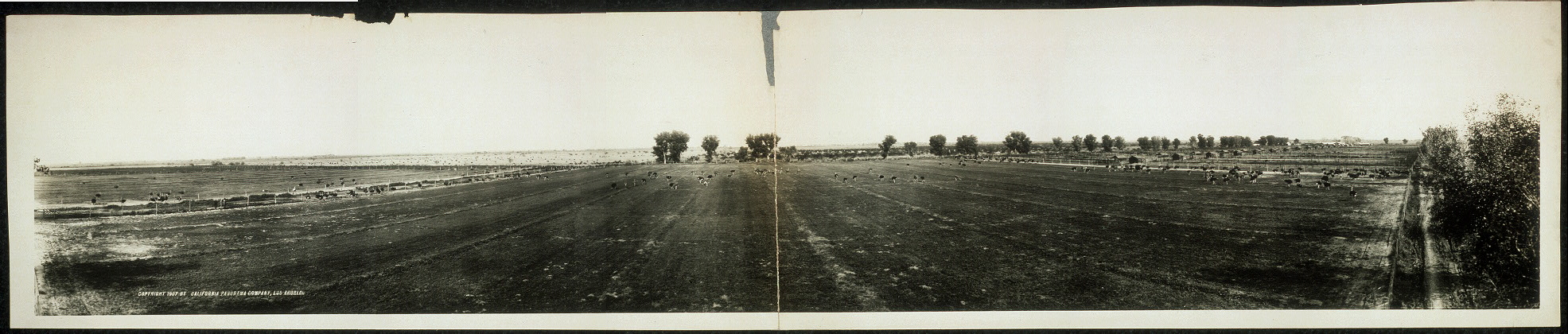 Pan American Ostrich Farm panorama, Phoenix, Arizona
